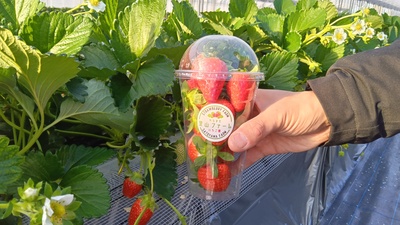 いちご狩り（直行）