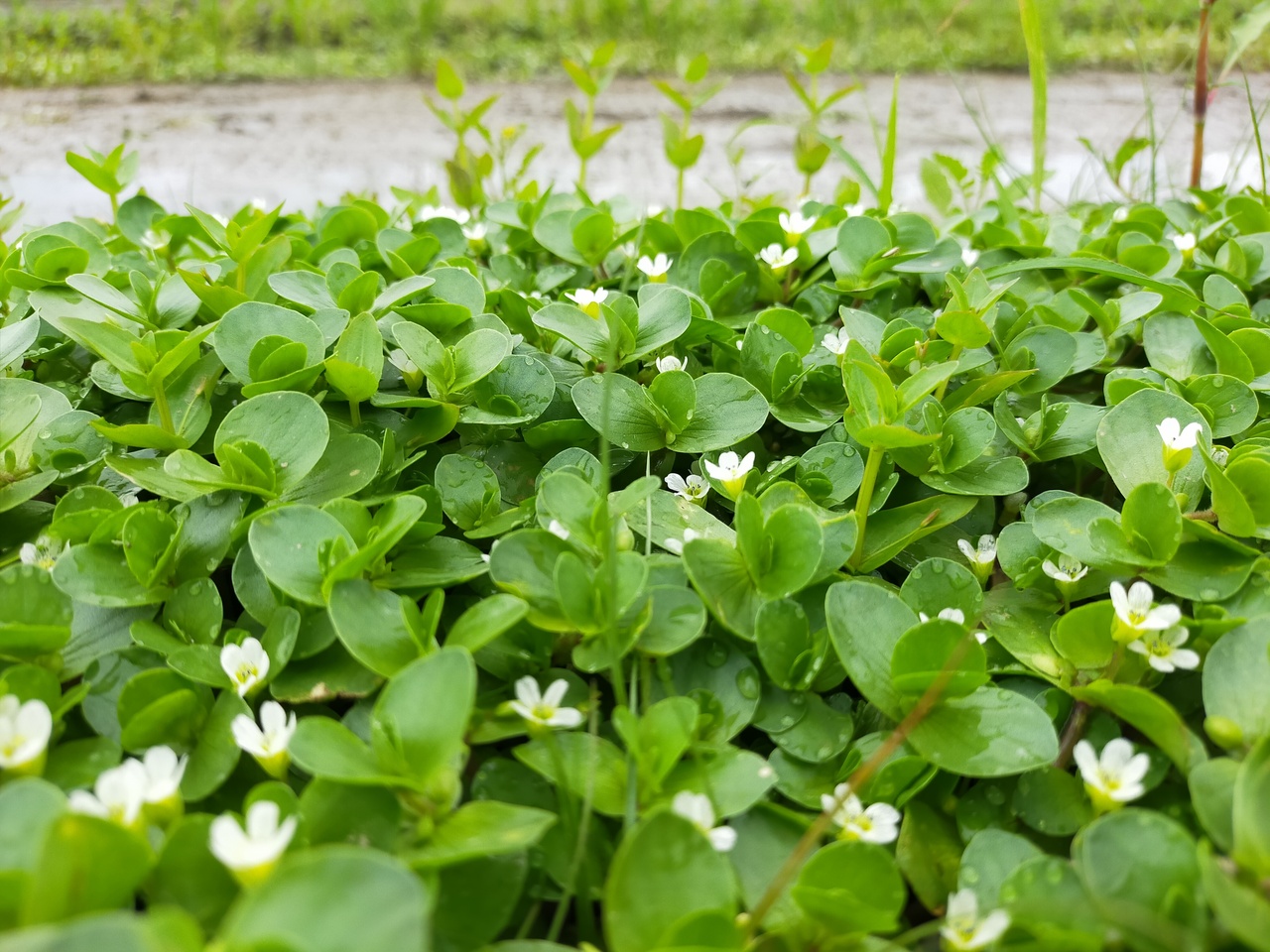 パソねっと【スマホ教室】予約ページ