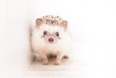 プレコンチェック《ライフデザインプラン》 ＊本プランはTOKYOプレコンゼミ対象外です。