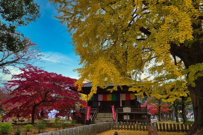 11月29日出発晩秋の足利を撮り尽くす！🍁✨