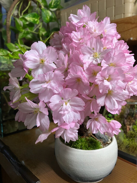 【博多阪急】桜の盆栽の作成ワークショップ〈The Only One〉