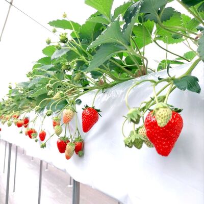 苺畑さん専用 楽天市場】【ふるさと納税】伊万里産「いちごさん」 250g×4 パック