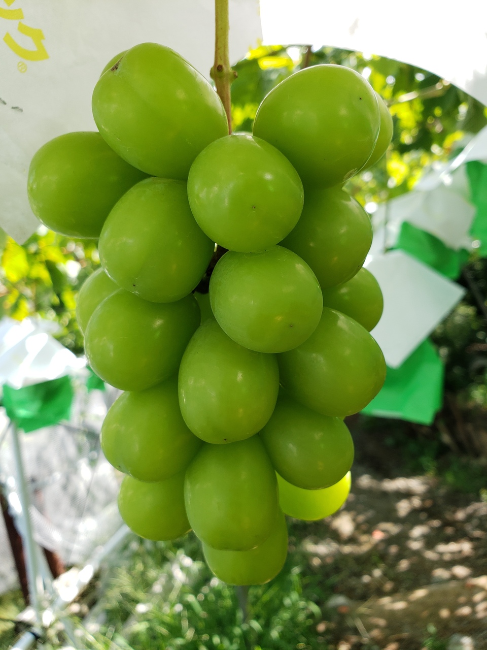 ぶどう・梨狩り