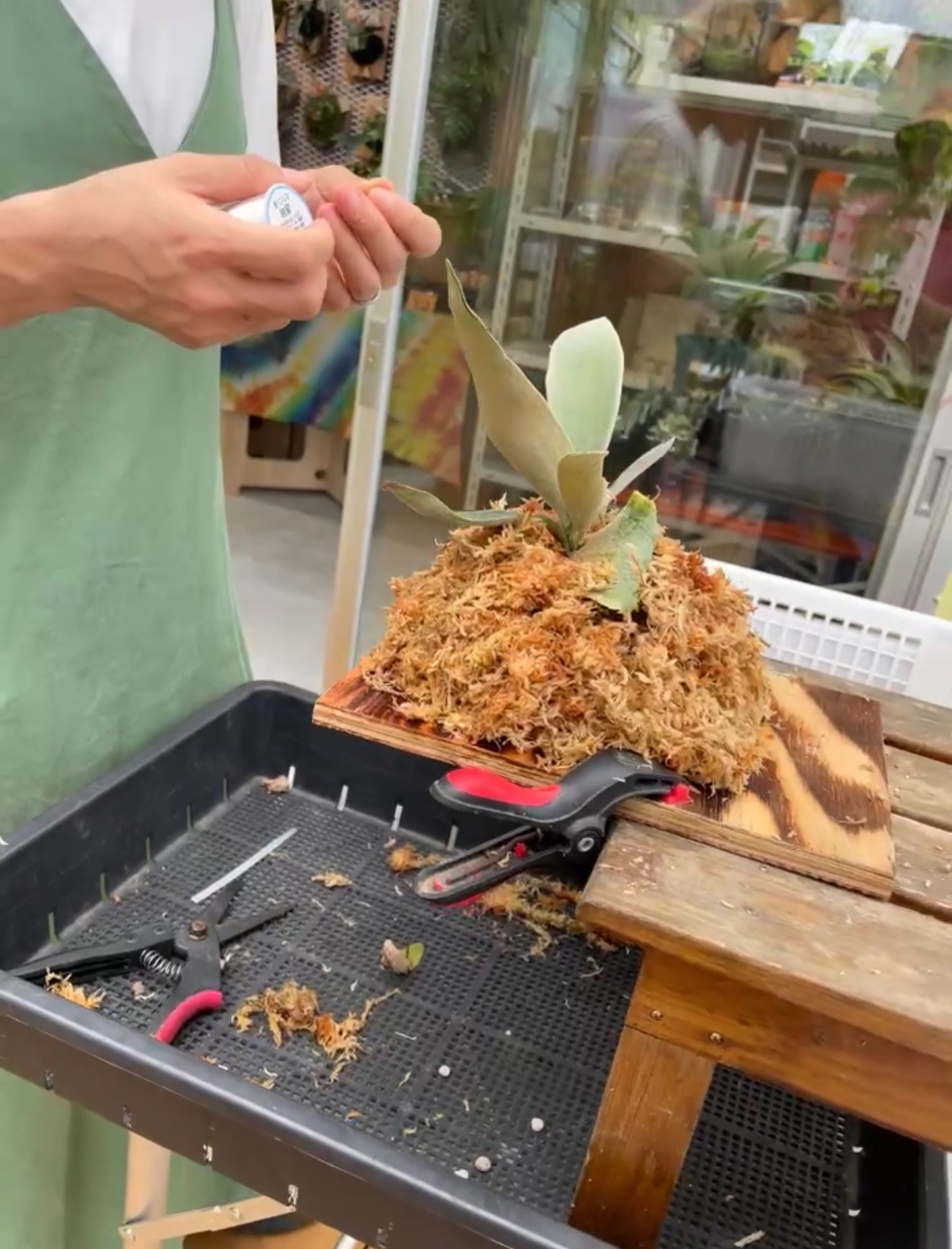 ともじ　ビカクシダ 'Jenny' TC 焼き板付け+肥料バスケット10個 Shishi様専用 ビカクシダ P.'Jenny' TC +肥料バスケット10個