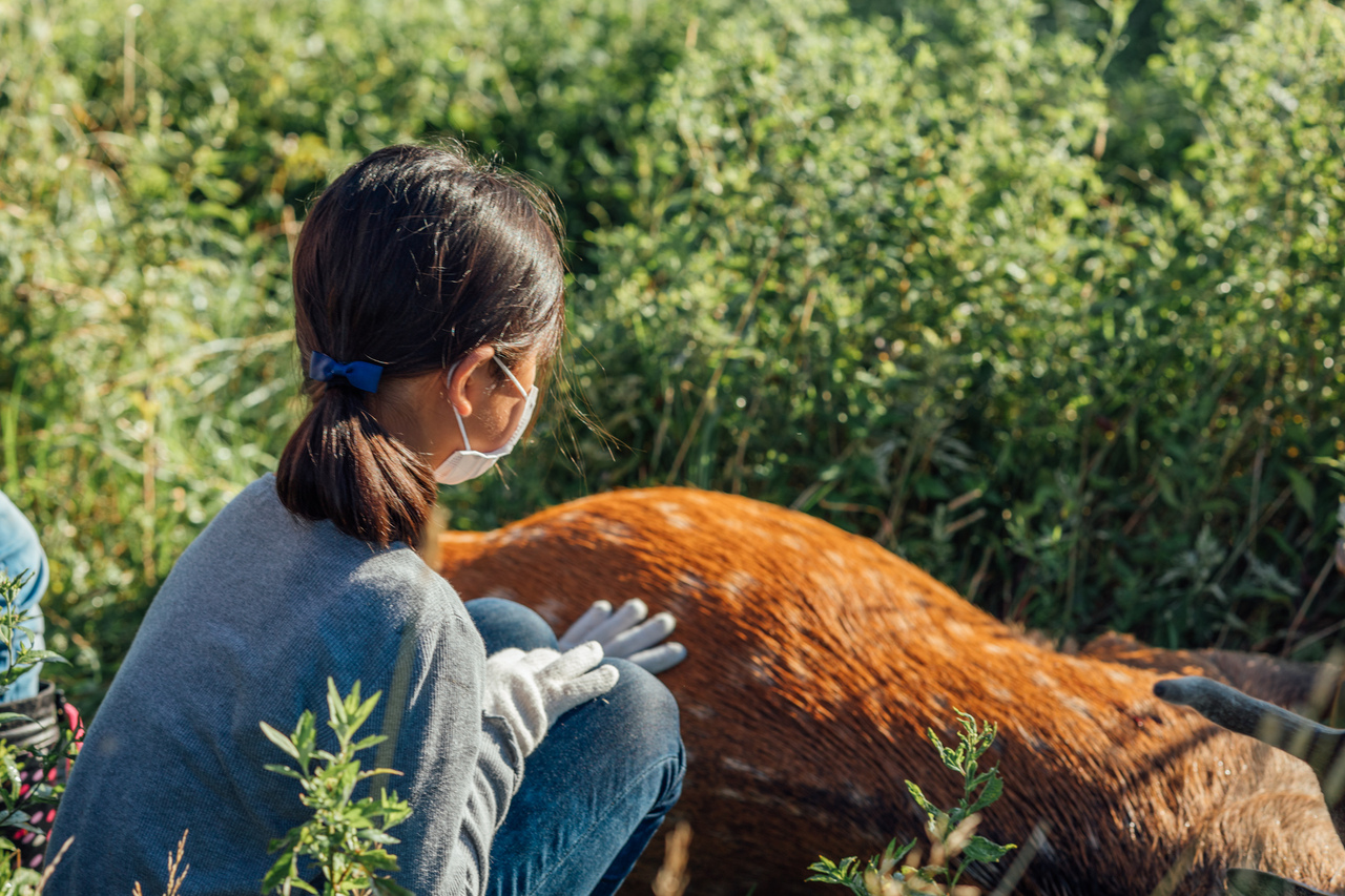 兼澤さんと狩猟体験 / 大場さんと海遊び体験_岩手プログラム_ポケマルおやこ地方留学2025夏