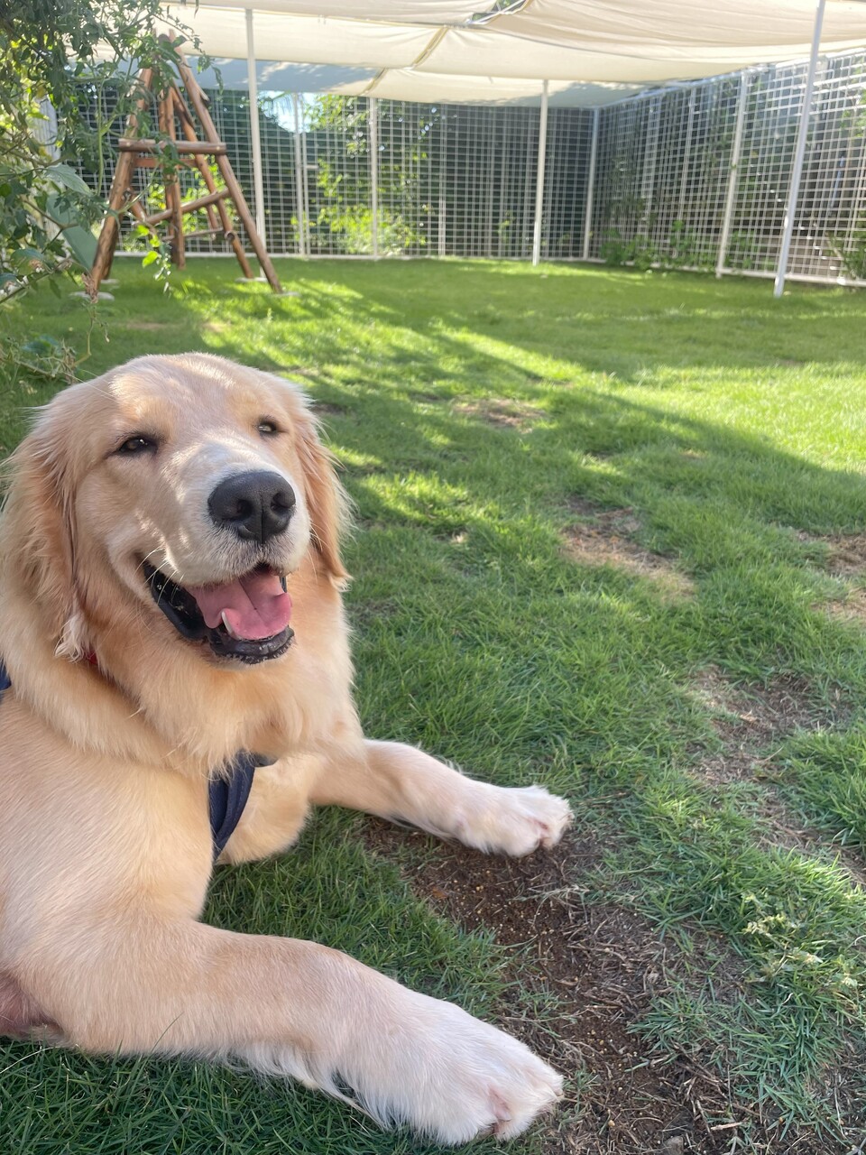 貸切ドッグラン