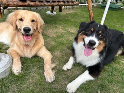 貸切ドッグラン