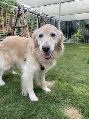 貸切ドッグラン