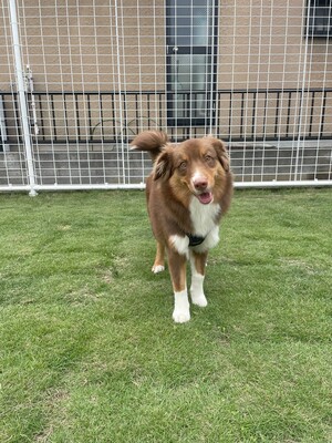 貸切ドッグラン