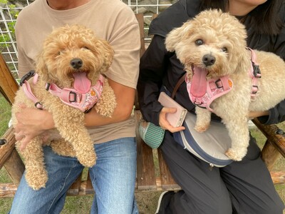 貸切ドッグラン