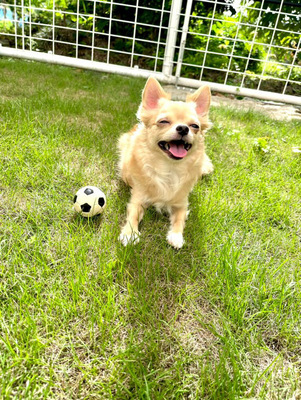 貸切ドッグラン