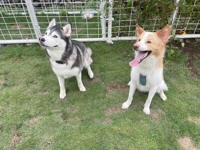 貸切ドッグラン