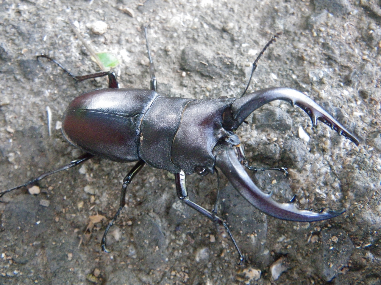 【王子】クワガタキングダム｜2025年8月10日(日)