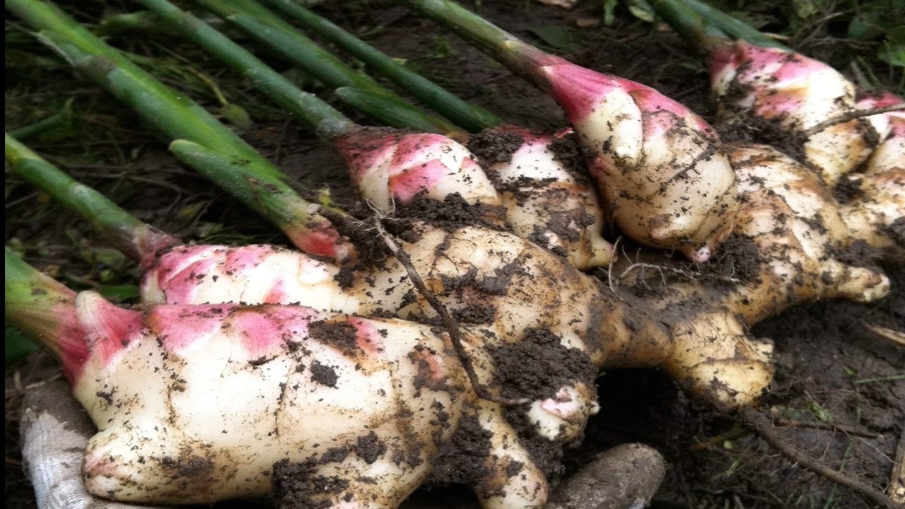 10/16(木).10/18(土)  ～ 新生姜で作る常備菜とごはんのお供 ～