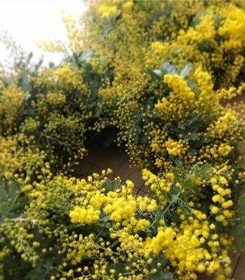 【Keitto Asua】“春の訪れ”ミモザのリースづくり