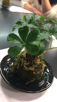 ＜東京多摩開催＞誰でも参加ＯＫ！かんたん苔玉ワークショップ