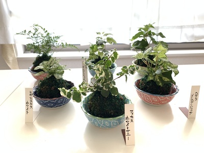 ＜東京多摩開催＞誰でも参加ＯＫ！かんたん苔玉ワークショップ