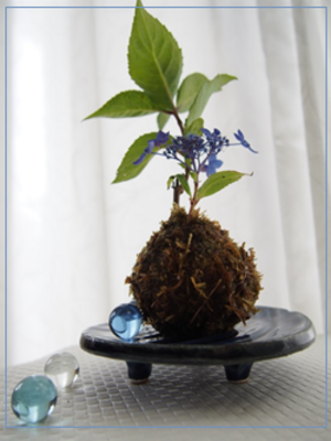 ＜東京多摩開催＞誰でも参加ＯＫ！かんたん苔玉ワークショップ