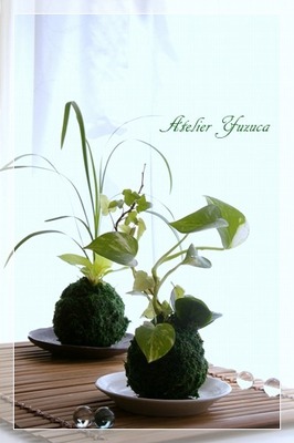 ＜東京多摩開催＞誰でも参加ＯＫ！かんたん苔玉ワークショップ