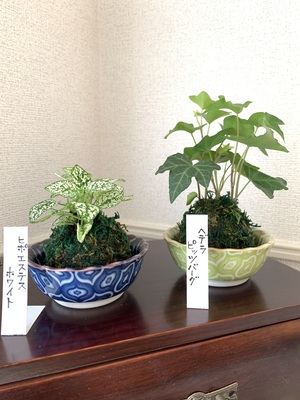 ＜東京多摩開催＞誰でも参加ＯＫ！かんたん苔玉ワークショップ