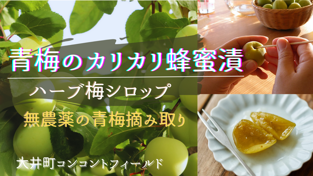 ＜無農薬の青梅＞美味しすぎる！！青梅のカリカリはちみつ漬け＆炭火で炊く竹筒梅ごはん