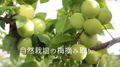 ＜無農薬の青梅＞美味しすぎる！！青梅のカリカリはちみつ漬け＆炭火で炊く竹筒梅ごはん