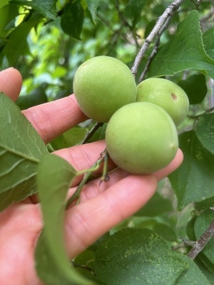 ＜無農薬の青梅＞美味しすぎる！！青梅のカリカリはちみつ漬け＆炭火で炊く竹筒梅ごはん