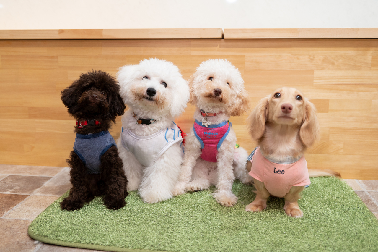 小型犬ブースふれあい予約　【０歳から入場可能】