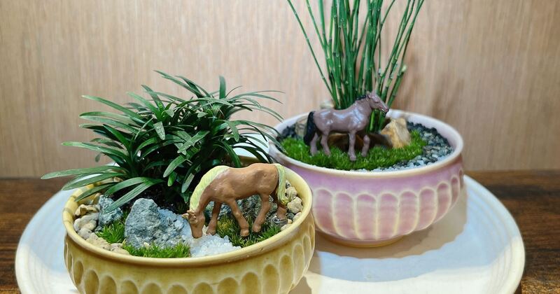 盆栽 舟形変わり鉢 苔景 ガンコウラン ガンコウラン｜ 岩高蘭｜盆栽 盆栽 bonsaikiki 通販 15898146｜Creema