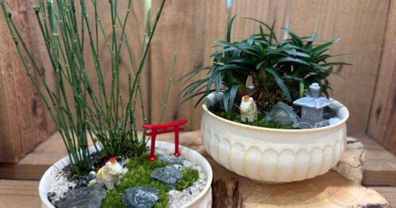 幕張新都心 】 苔盆栽ワークショップ Feel the garden