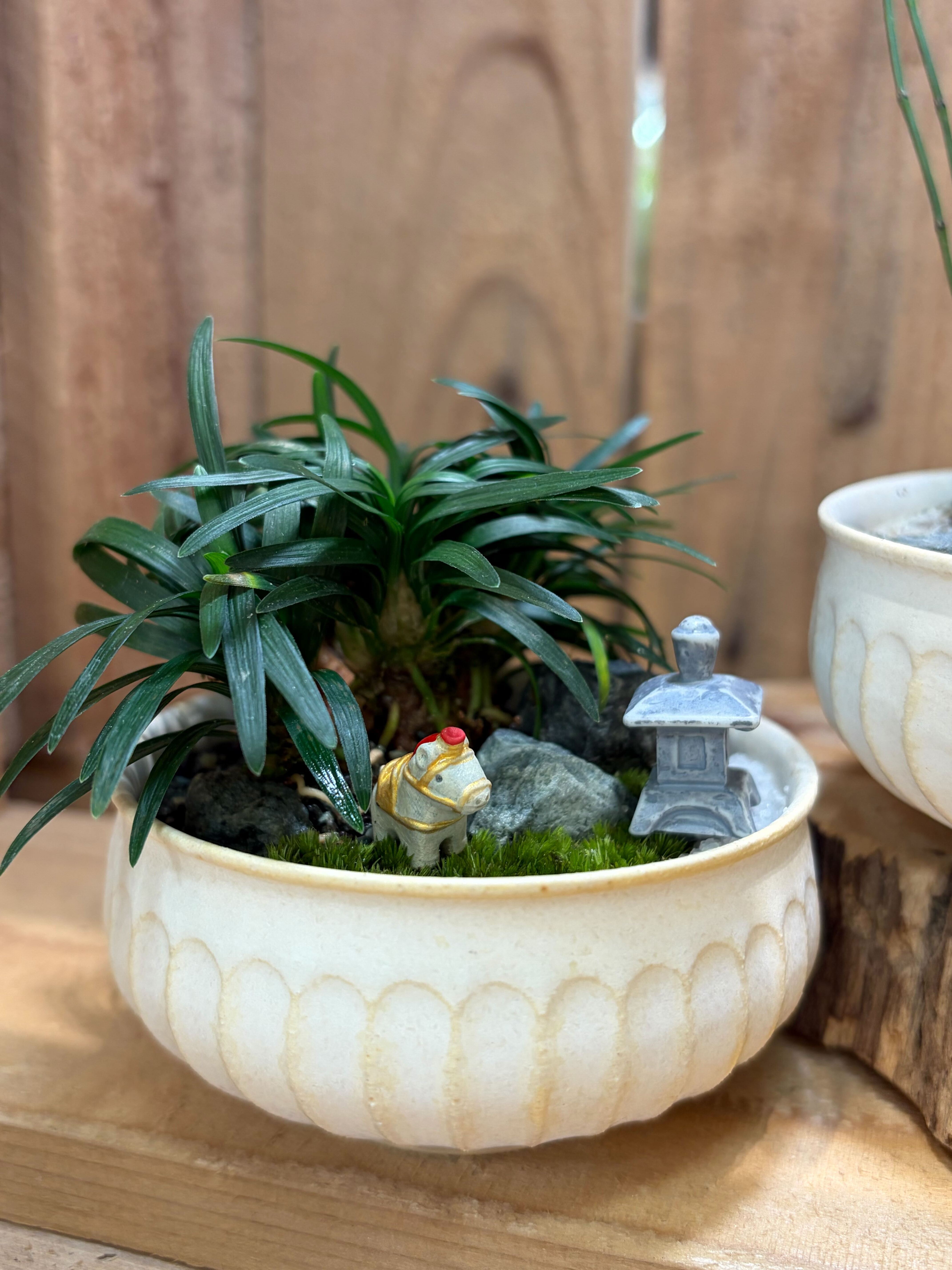 ソテツ 多頭 天然苔盆栽仕立て 陶器鉢 植え込み発送 ソテツ 多頭 天然