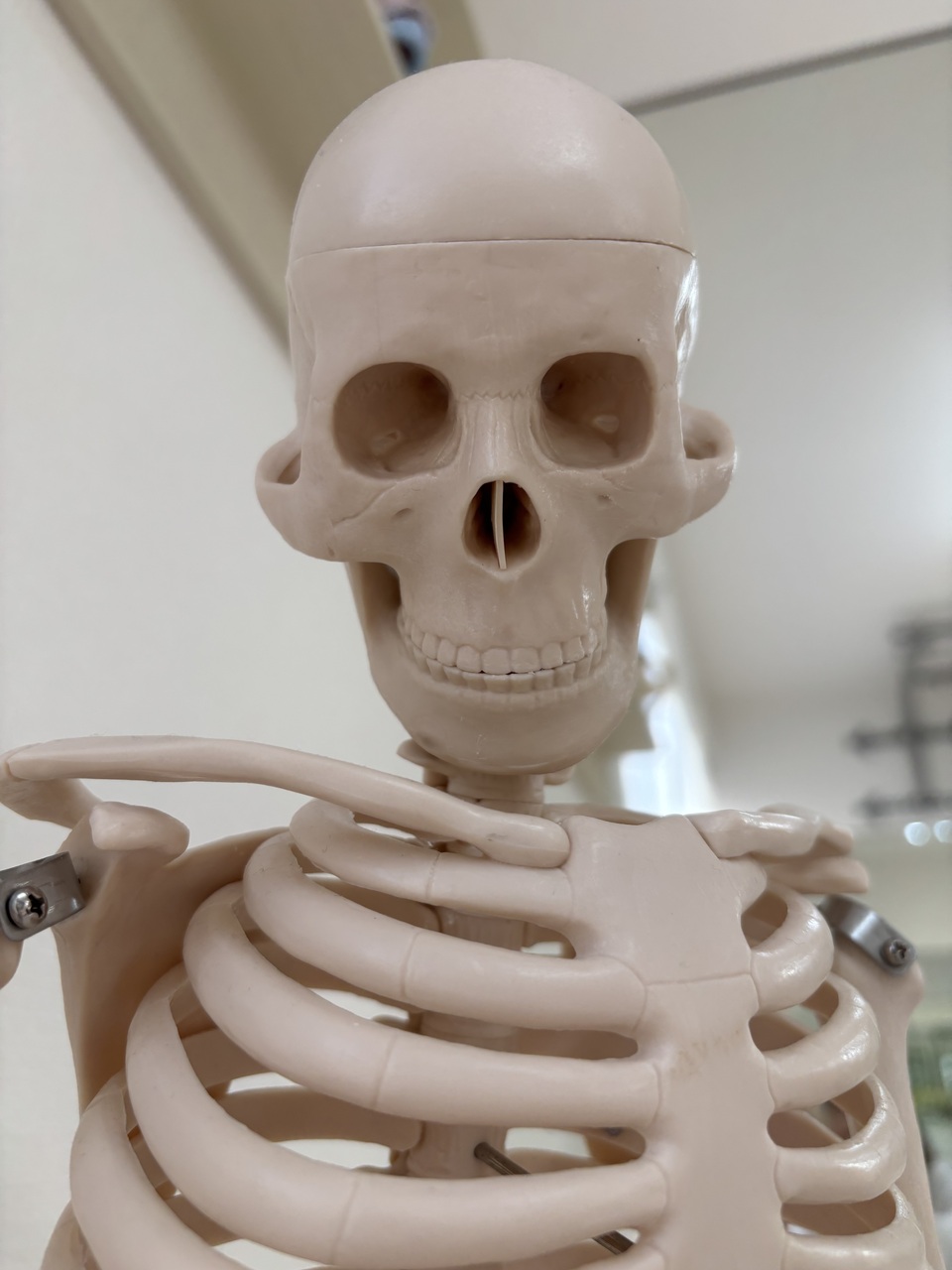 頭蓋輪の骨連鎖を学ぼう💀