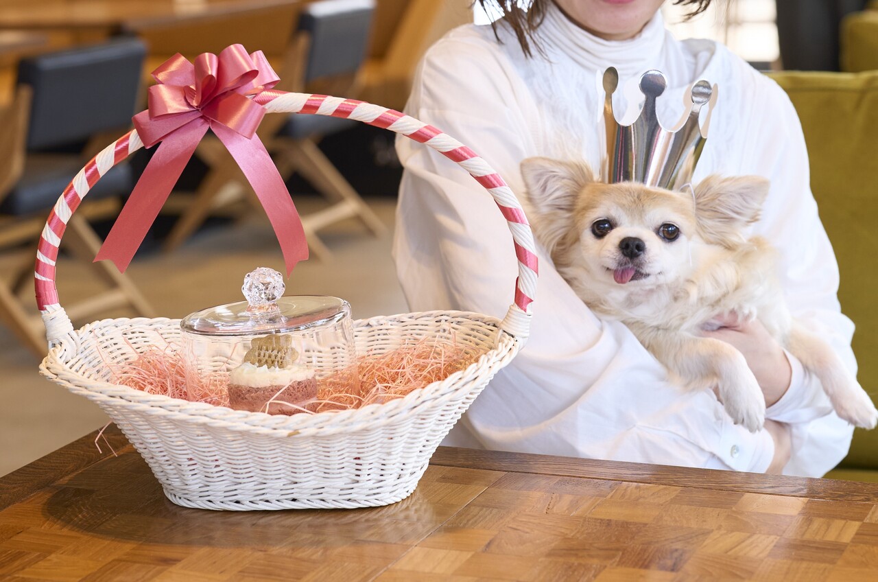 ＼カフェのお席確約付き／愛犬用バースデーケーキ