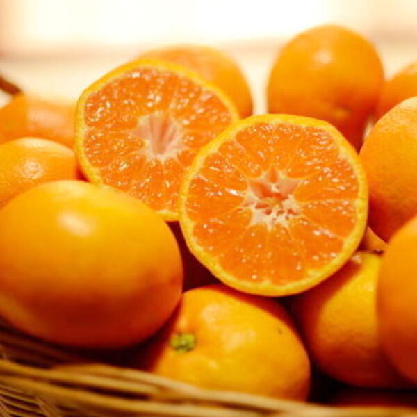 🍊✨ 青柳さんちの五カ所みかん予約販売 ✨🍊