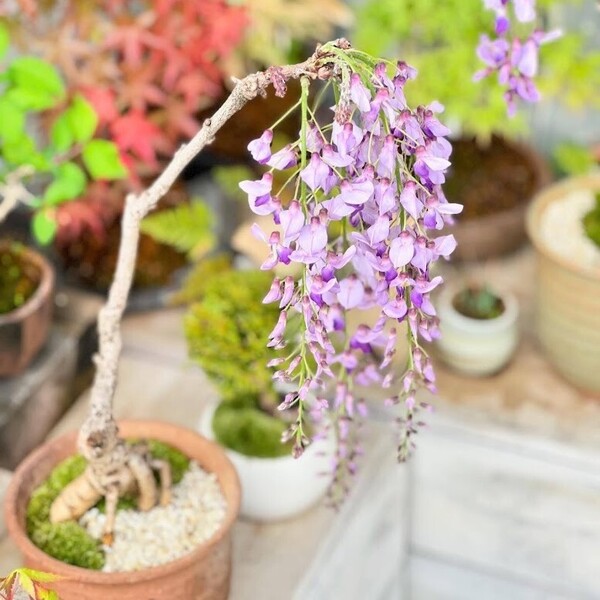 【愛知・名古屋】お家で藤の花楽しみませんか…藤の情景盆栽を作ってみましょう! 3/28(土)