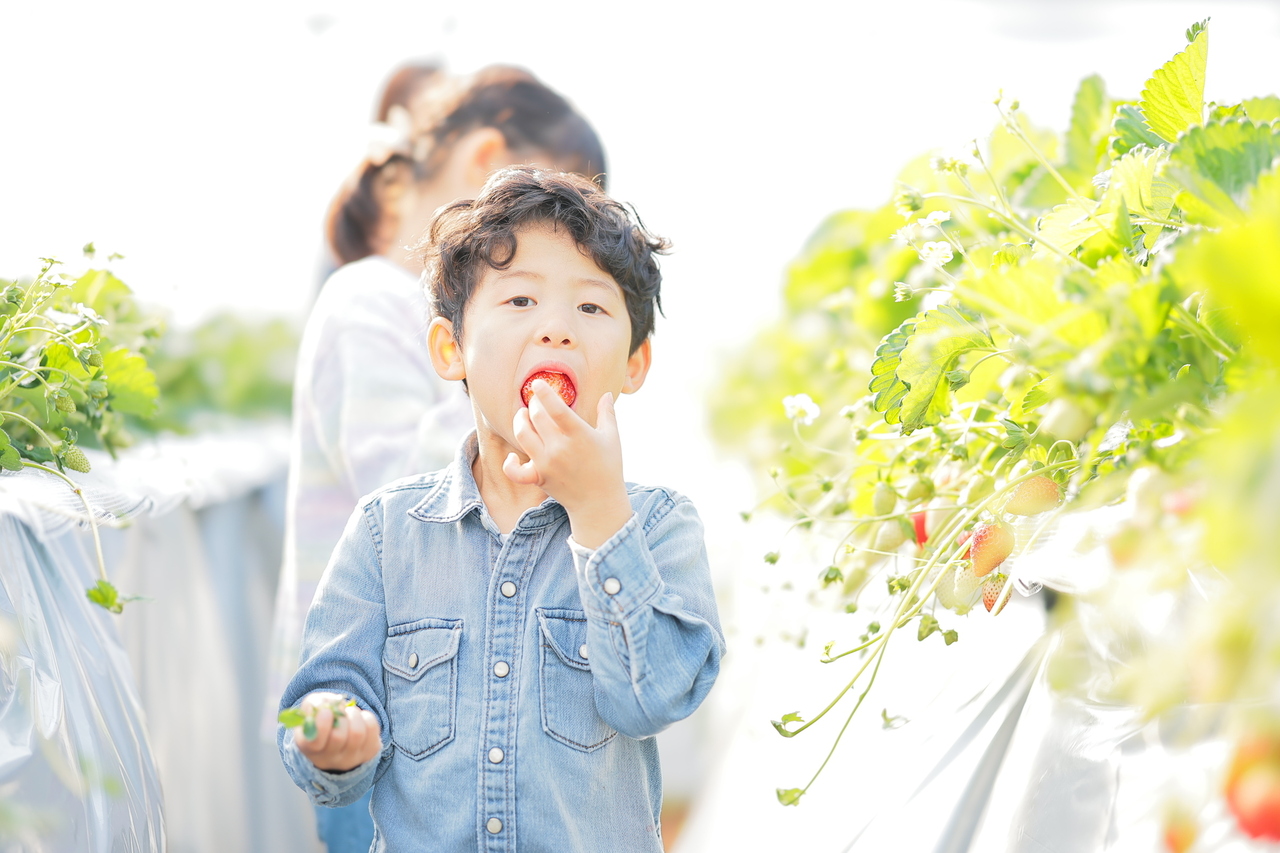 🚙現地まではお車でお越しください　いちご狩り やちまた里山ファーム　1月～3月
