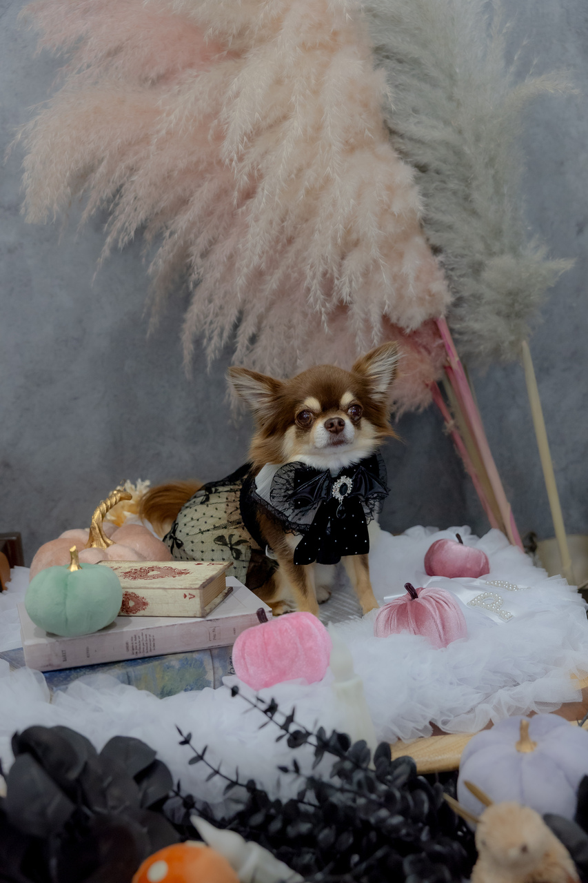 ペットご同伴専用てまりすしランチ 12:30~13:50 (時間指定）