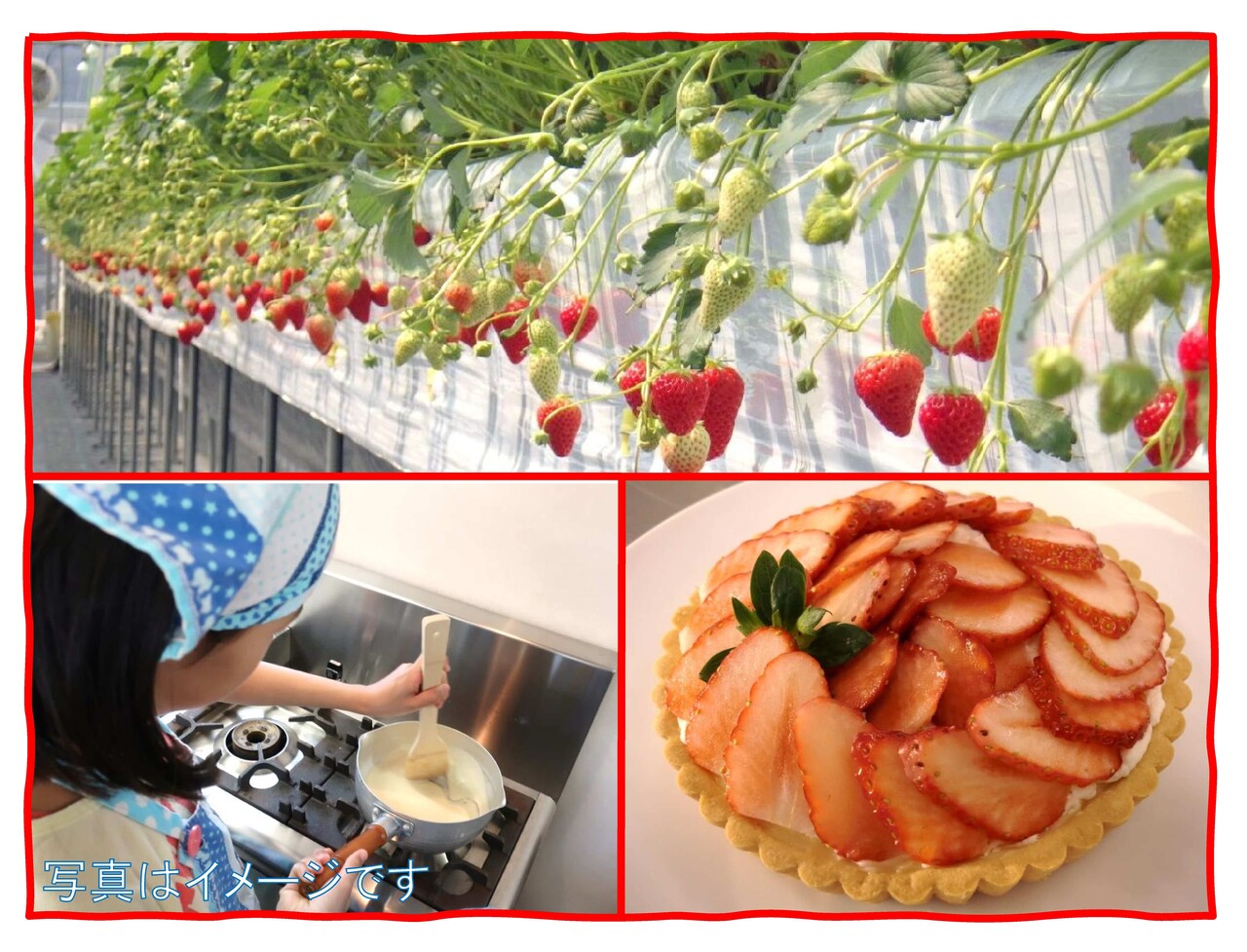 いちごを収穫してタルトを作ろう