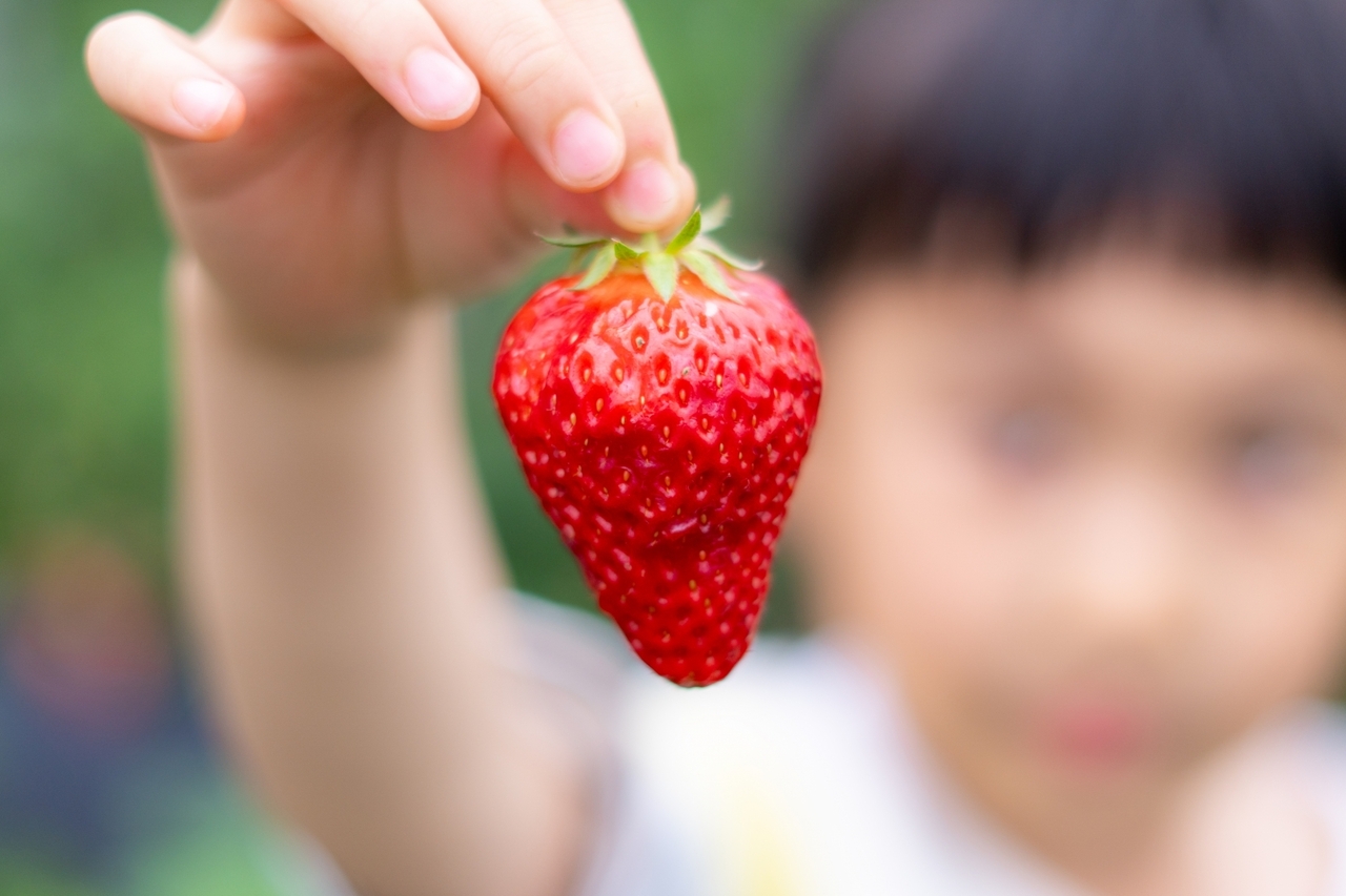 【世田谷区瀬田】家族で行こう！都内で楽しむいちご狩りイベント｜2026年2月14日(土)