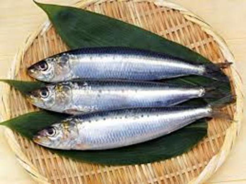 単発ラスト【初級】魚をさばく イワシ編　