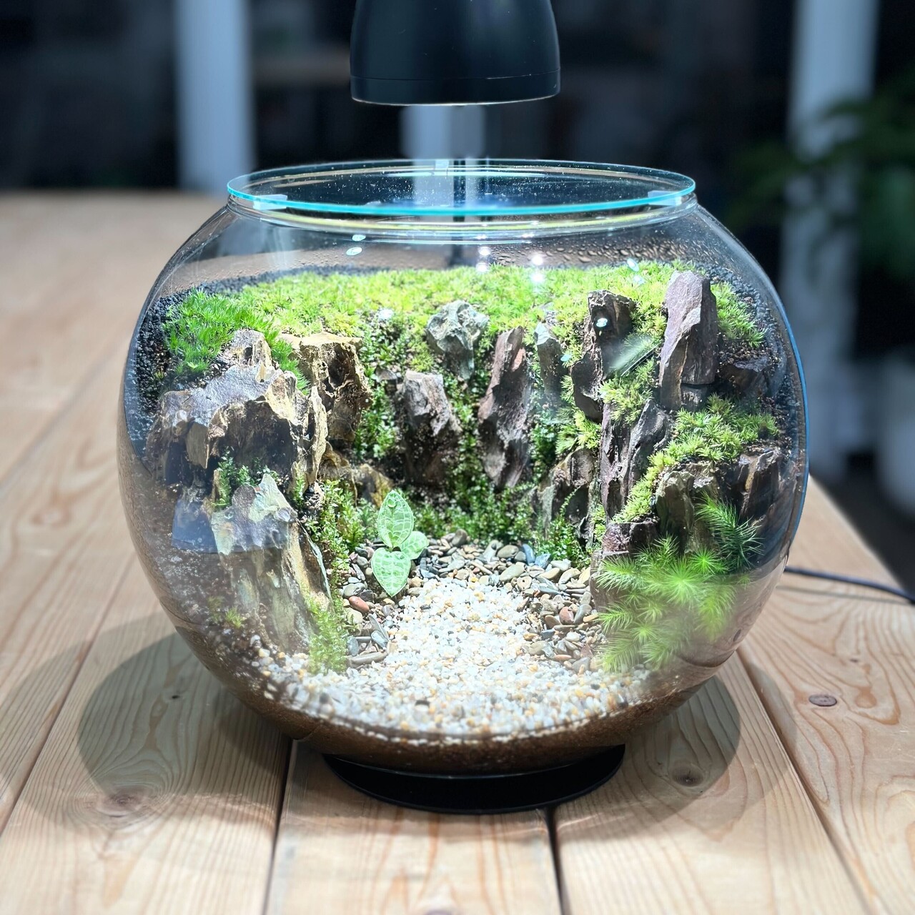 【 阪急うめだ本店 】＜応用編＞洞穴テラリウム探窟コース　Feel The Garden