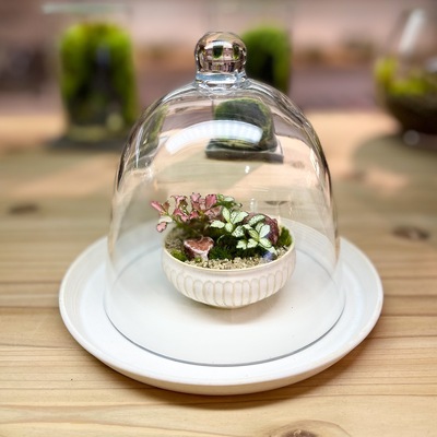 【 阪急うめだ本店 】＜応用編＞洞穴テラリウム探窟コース　Feel The Garden