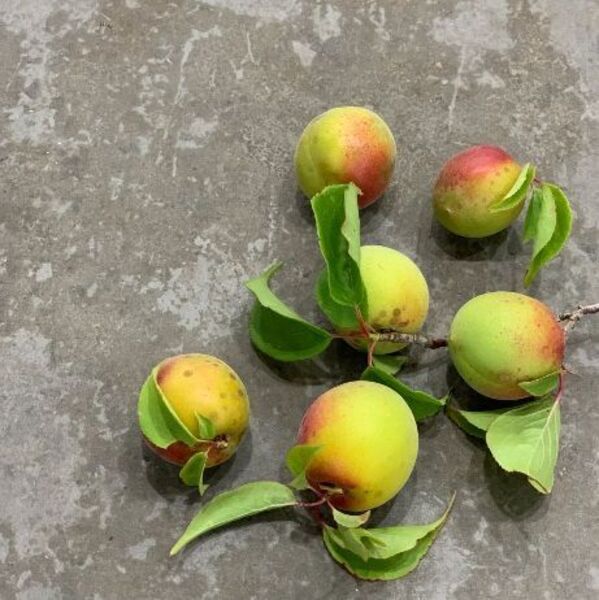 2/26 手仕込みウスターソース＆洋食屋さんプレート「わたしの手しごと～べっぴんを育む～」