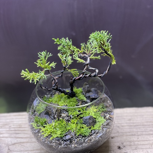 【貴風　糸魚川真柏盆栽】　　　⭕2点セットあかさ❗ 貴風 糸魚川真柏盆栽】 ⭕2点セットあかさ❗ 貴風 糸魚川真