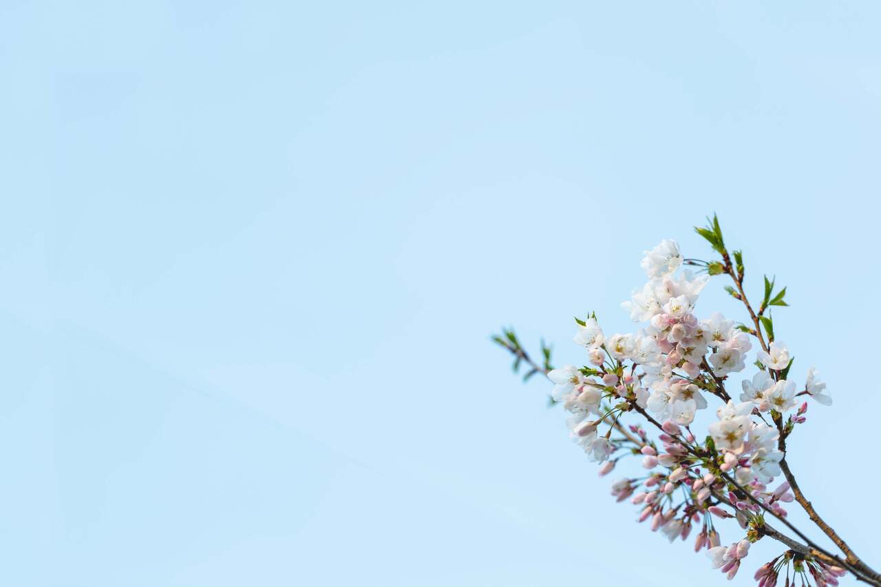 【座学/ヨガ】春の養生法とヨガ（オンライン/録画受講可能）