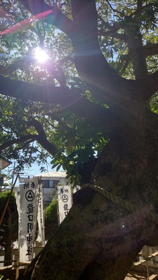 1/4（日）友歩き参拝　江の島ぐるり初詣昇殿参拝　