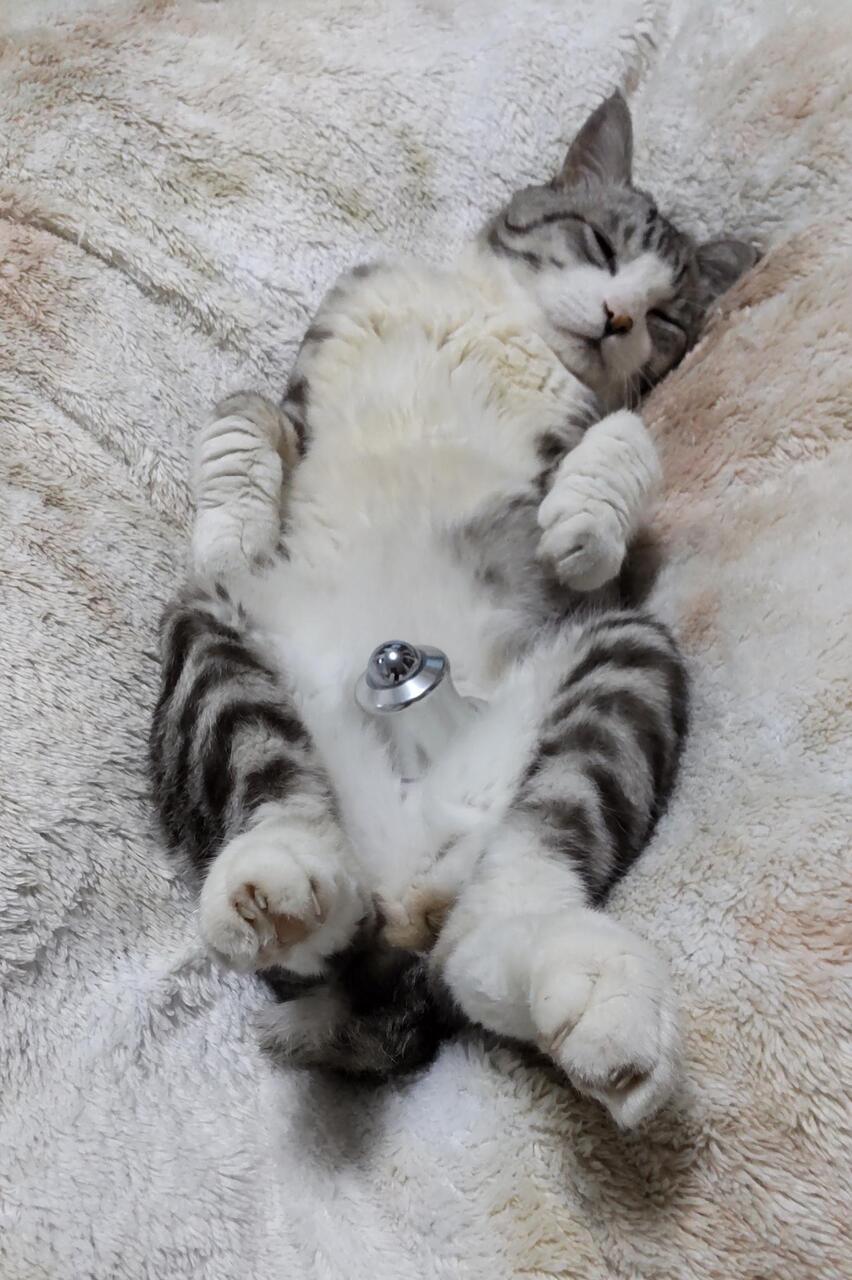 ニャンコへのネオヒーラーテックトリートメント