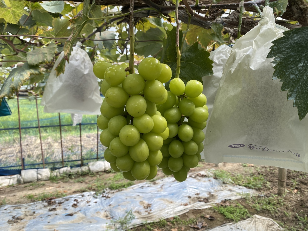 【2025年度は終了しました】【収穫体験】【ぶどう狩り】シャインマスカット限定
