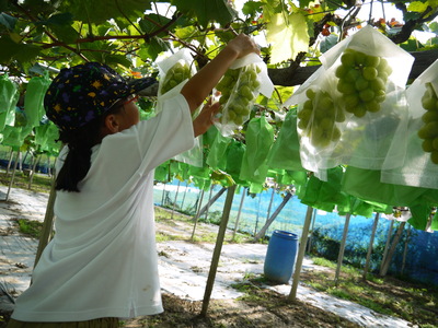 【2025年度は終了しました】【収穫体験】【ぶどう狩り】シャインマスカット限定