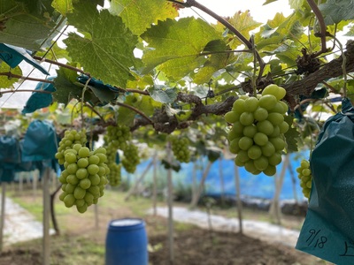 【2025年度は終了しました】【収穫体験】【ぶどう狩り】シャインマスカット限定